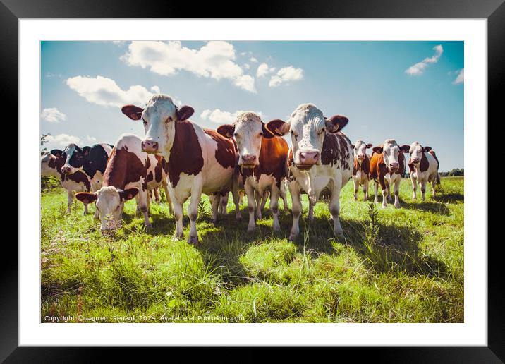 Group of cows in the green pasture Framed Mounted Print by Laurent Renault