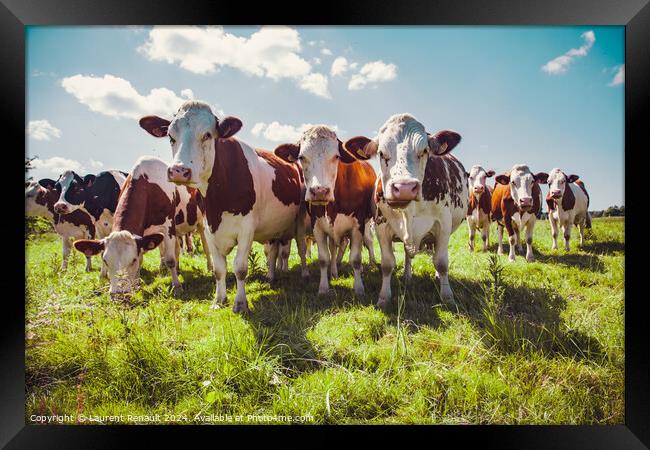 Group of cows in the green pasture Framed Print by Laurent Renault