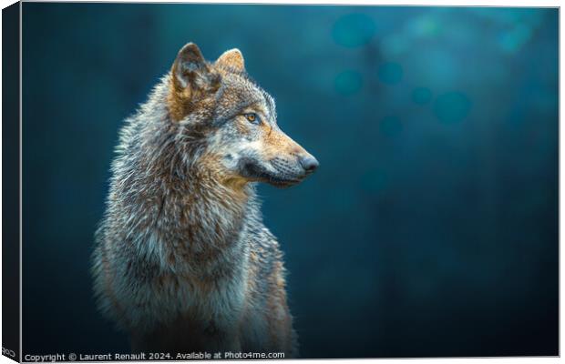 Sideways portrait of a Gray wolf also known as timber wolf, in t Canvas Print by Laurent Renault
