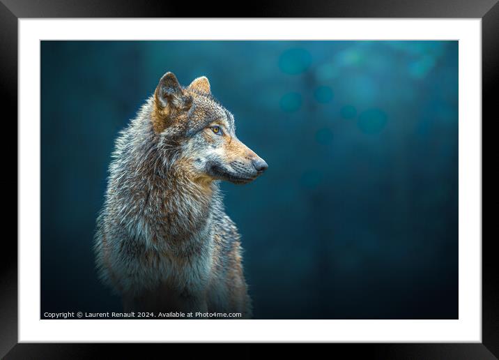 Sideways portrait of a Gray wolf also known as timber wolf, in t Framed Mounted Print by Laurent Renault
