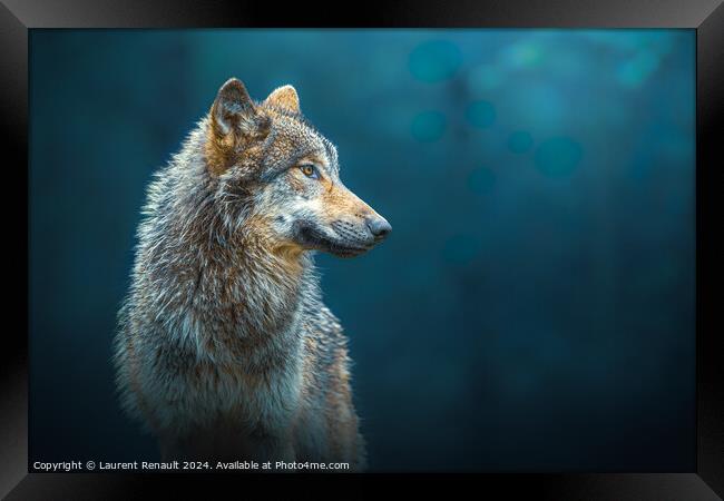 Sideways portrait of a Gray wolf also known as timber wolf, in t Framed Print by Laurent Renault