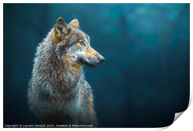 Sideways portrait of a Gray wolf also known as timber wolf, in t Print by Laurent Renault