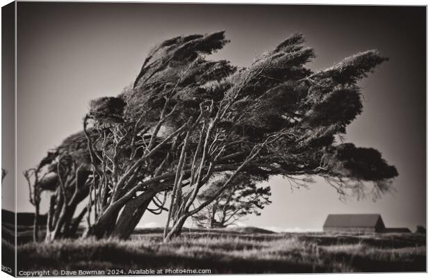 Windswept Trees Canvas Print by Dave Bowman