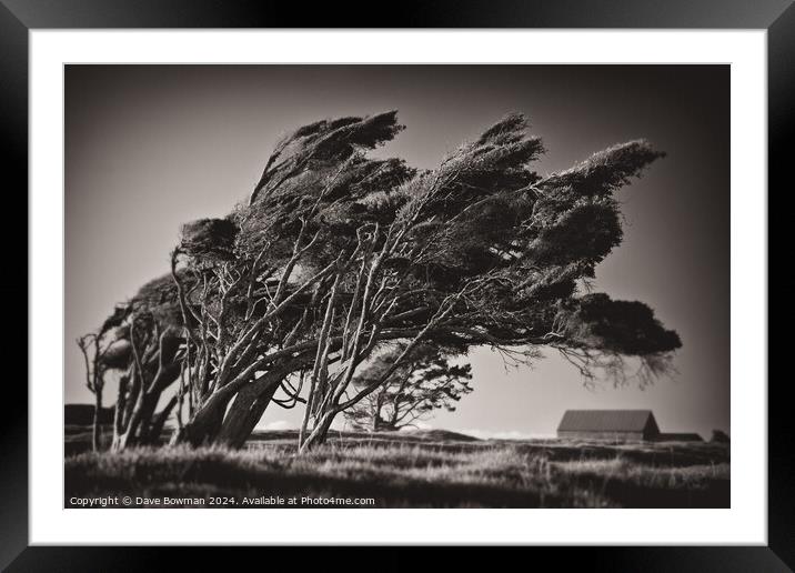 Windswept Trees Framed Mounted Print by Dave Bowman