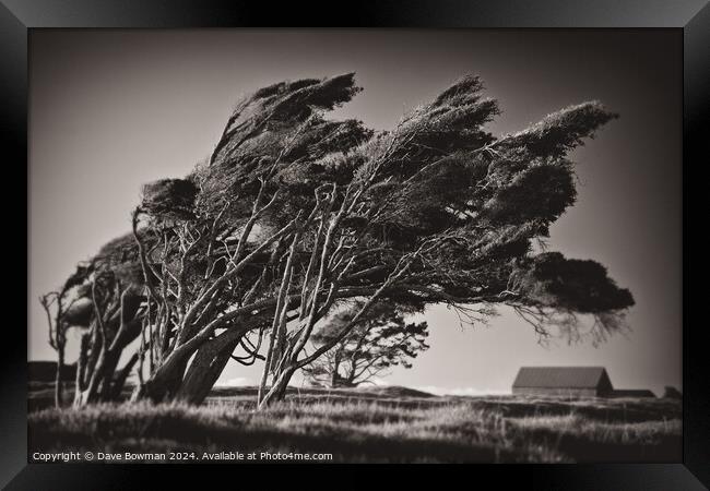 Windswept Trees Framed Print by Dave Bowman