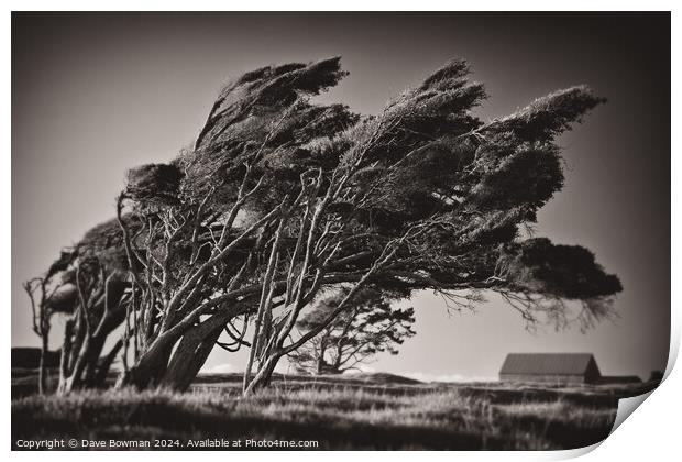 Windswept Trees Print by Dave Bowman