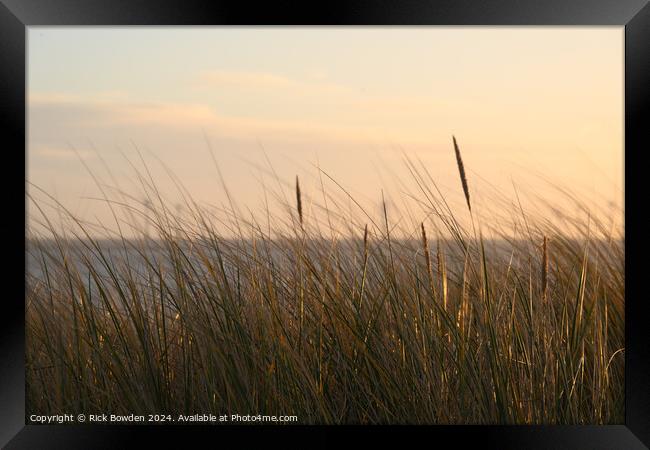 Caister Grasses. Framed Print by Rick Bowden