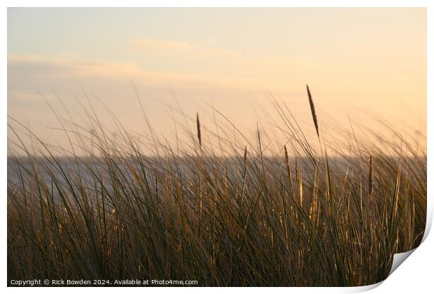 Caister Grasses. Print by Rick Bowden