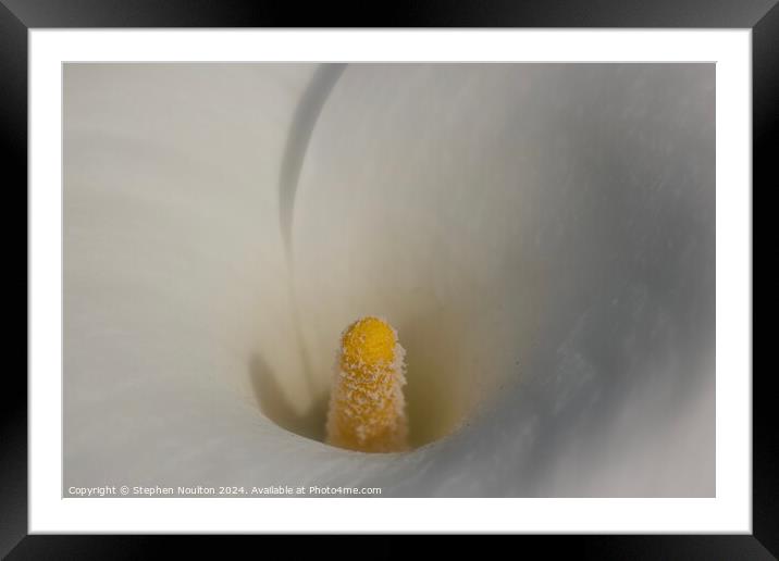 Calla Lily Framed Mounted Print by Stephen Noulton