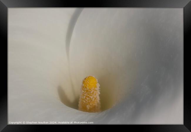 Calla Lily Framed Print by Stephen Noulton