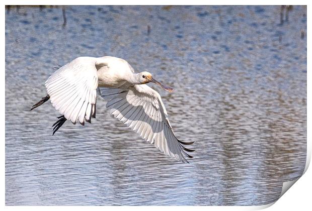  spoonbill flying Print by kathy white