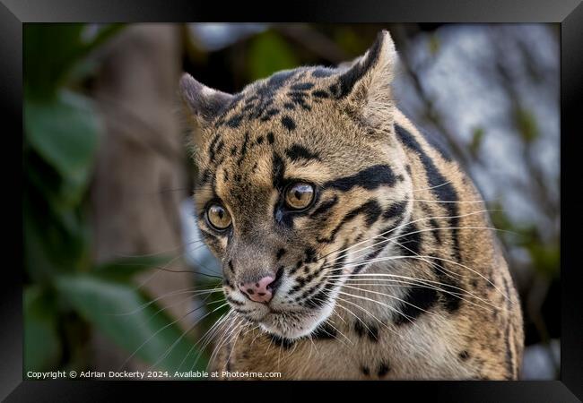 A cat with its mouth open Framed Print by Adrian Dockerty