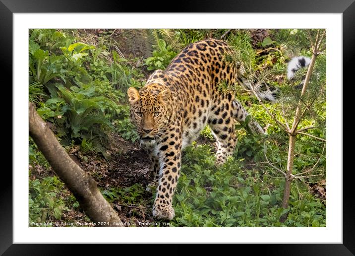 A leopard walking in a forest Framed Mounted Print by Adrian Dockerty