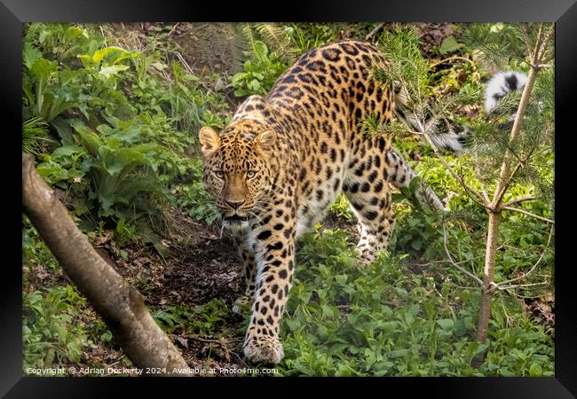 A leopard walking in a forest Framed Print by Adrian Dockerty