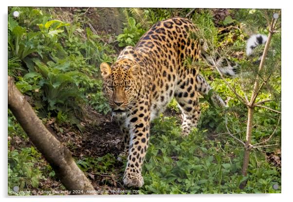 A leopard walking in a forest Acrylic by Adrian Dockerty