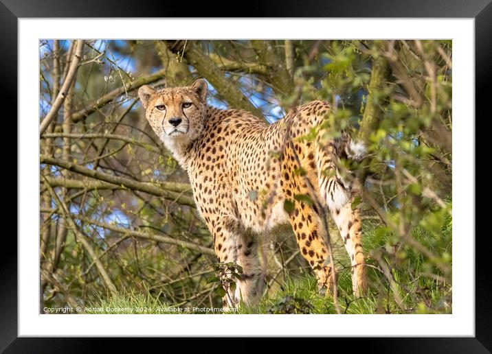 Cheetah Portrait Framed Mounted Print by Adrian Dockerty