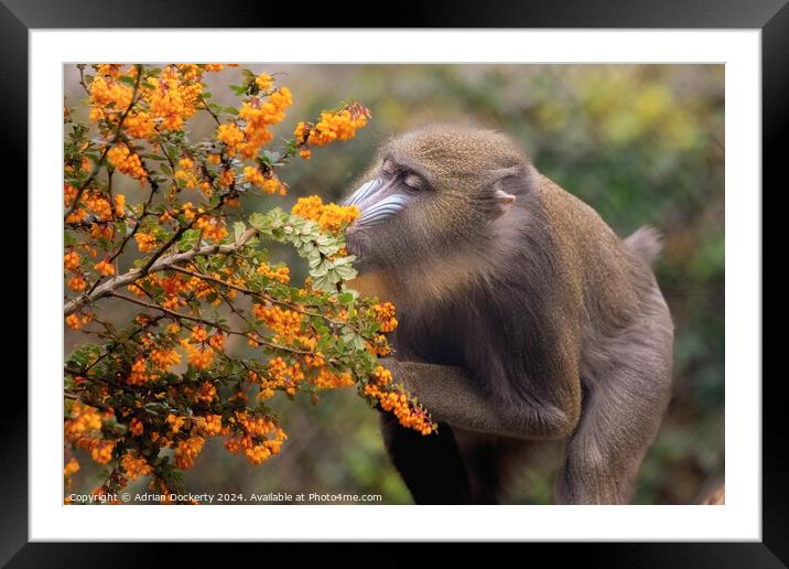 A close up of a mandrill Framed Mounted Print by Adrian Dockerty