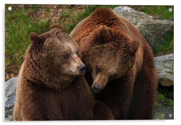 Brown Bear Female Gazing At Male Acrylic by rawshutterbug 
