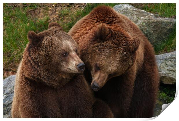 Brown Bear Female Gazing At Male Print by rawshutterbug 
