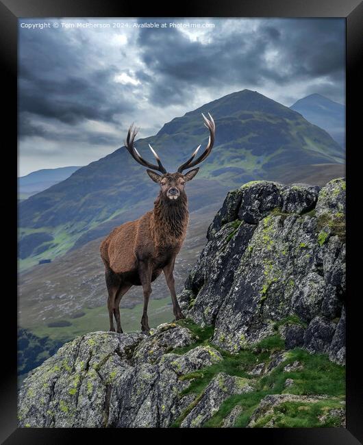 Monarch of the Glen Framed Print by Tom McPherson