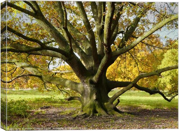 Venerable tree Canvas Print by Helen Cullens