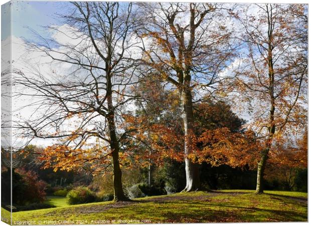 Beeches in Autumn Canvas Print by Helen Cullens
