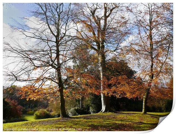 Beeches in Autumn Print by Helen Cullens