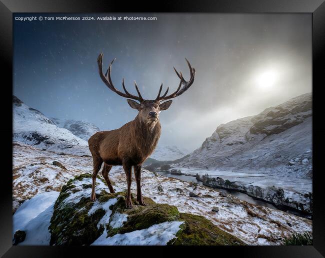 The quintessential 'Monarch of the Glen’  Framed Print by Tom McPherson