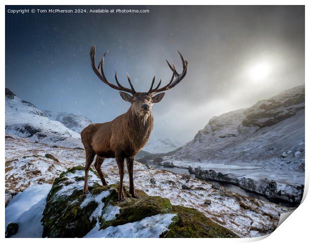 The quintessential 'Monarch of the Glen’  Print by Tom McPherson