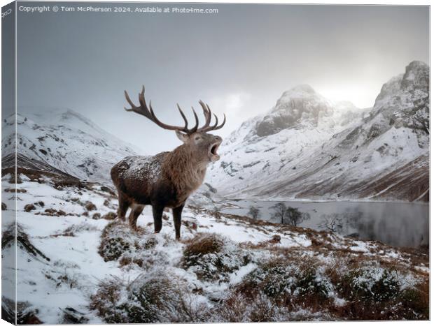 The quintessential 'Monarch of the Glen’  Canvas Print by Tom McPherson