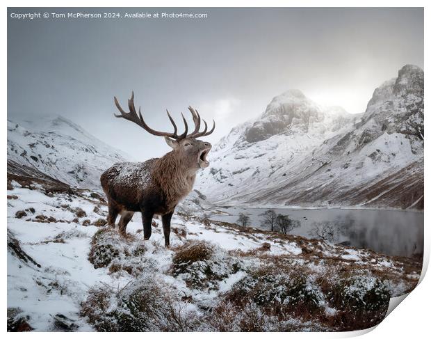 The quintessential 'Monarch of the Glen’  Print by Tom McPherson