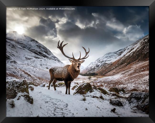 The quintessential 'Monarch of the Glen’  Framed Print by Tom McPherson