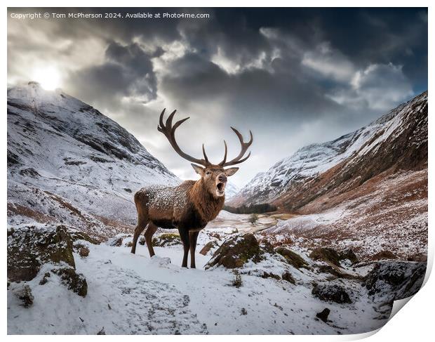 The quintessential 'Monarch of the Glen’  Print by Tom McPherson