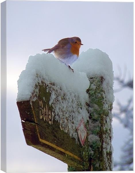 Signs Of Winter Canvas Print by Aj’s Images