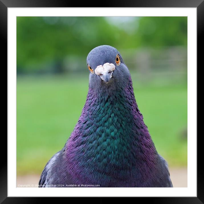 Pigeon the Photo Crasher Framed Mounted Print by Stephen Noulton