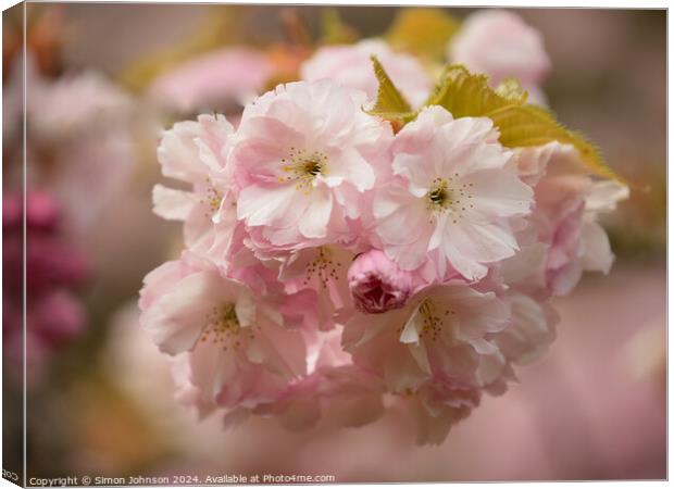 Cherry Blossom Canvas Print by Simon Johnson