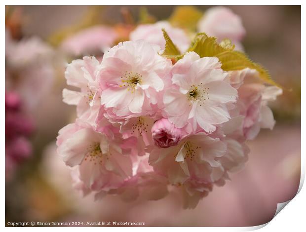 Cherry Blossom Print by Simon Johnson