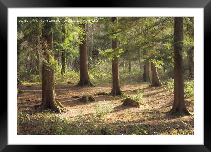 Forest Sunlight Framed Mounted Print by Christine Lake
