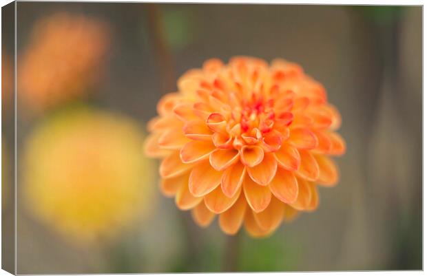 Dahlias Canvas Print by Alison Chambers