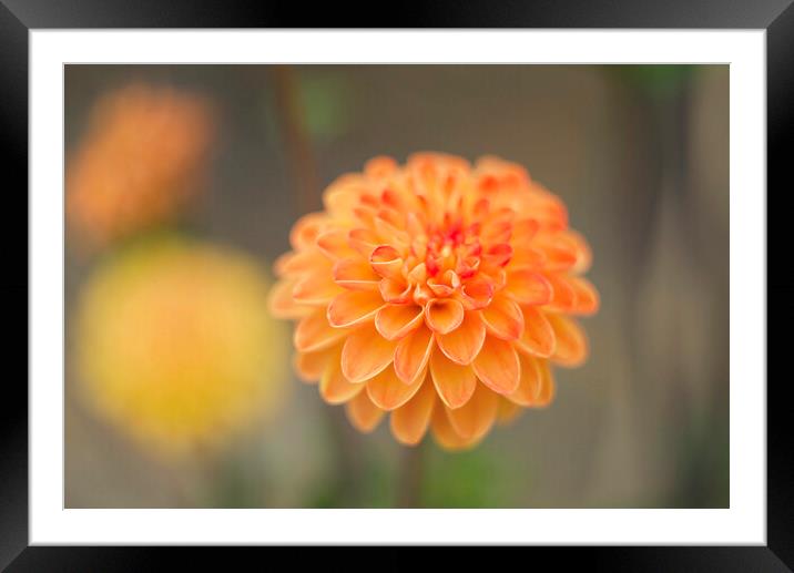 Dahlias Framed Mounted Print by Alison Chambers