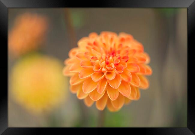 Dahlias Framed Print by Alison Chambers