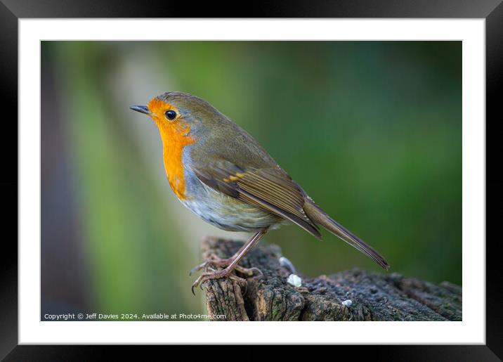 The festive robin Framed Mounted Print by Jeff Davies