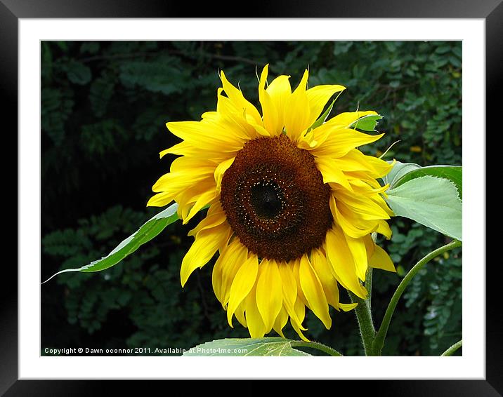 Sunflower Framed Mounted Print by Dawn O'Connor