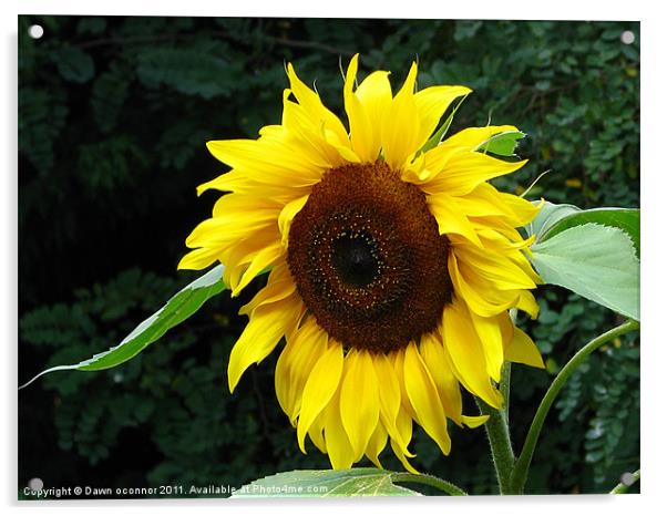 Sunflower Acrylic by Dawn O'Connor