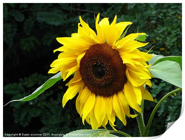 Sunflower Print by Dawn O'Connor