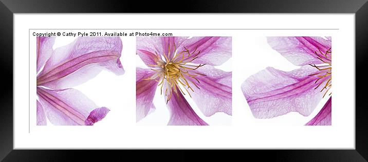 Clematis triptych Framed Mounted Print by Cathy Pyle