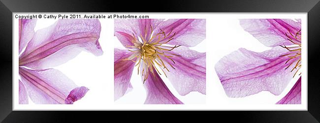 Clematis triptych Framed Print by Cathy Pyle