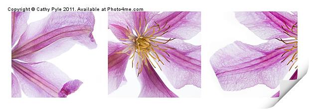 Clematis triptych Print by Cathy Pyle