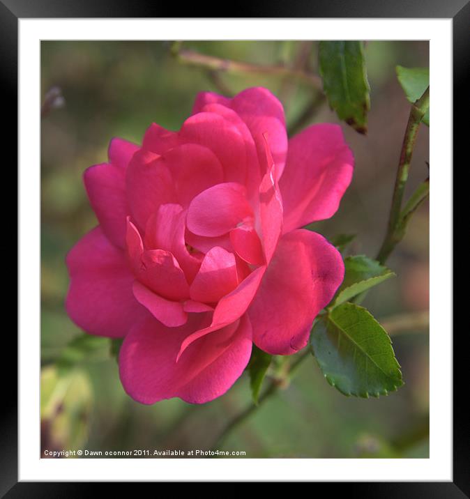 Red Rose Framed Mounted Print by Dawn O'Connor