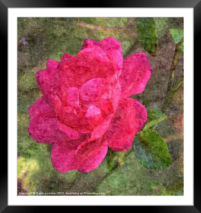 Red Rose Painting Framed Mounted Print by Dawn O'Connor